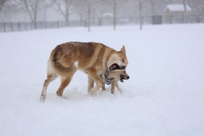 白天，棕色和白色短毛狗在雪地上活动